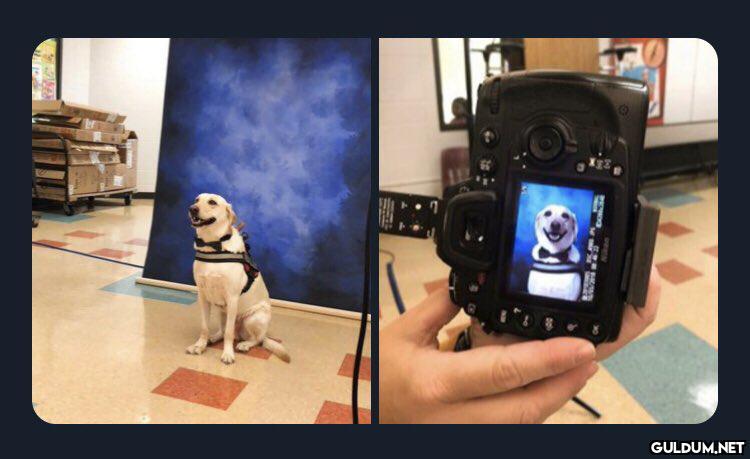Bu köpek okulda ki görme...