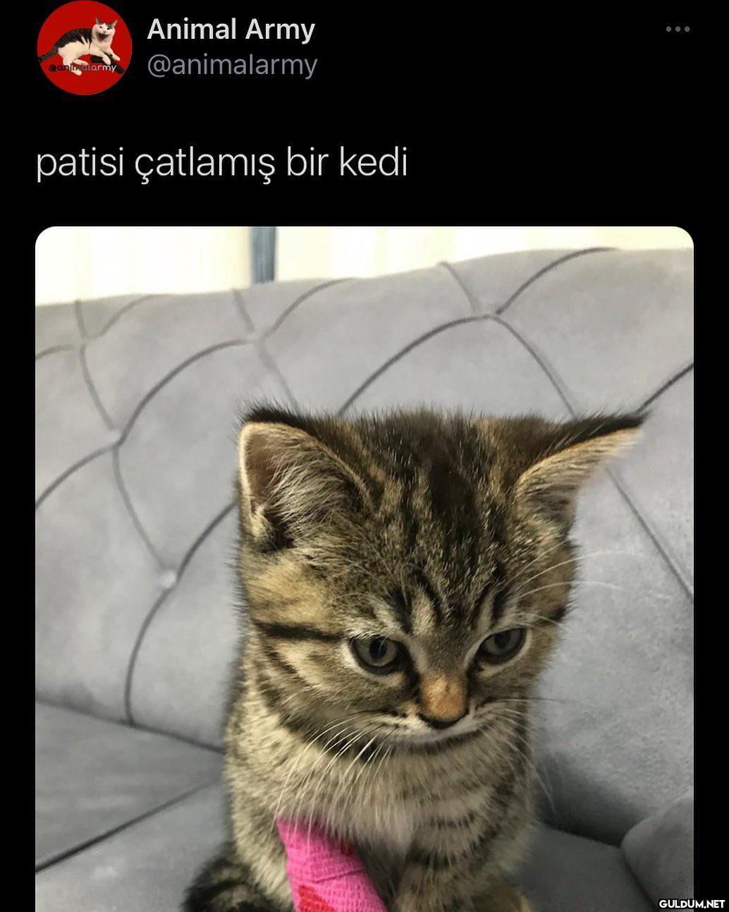 Günaydin...  Animal Army...