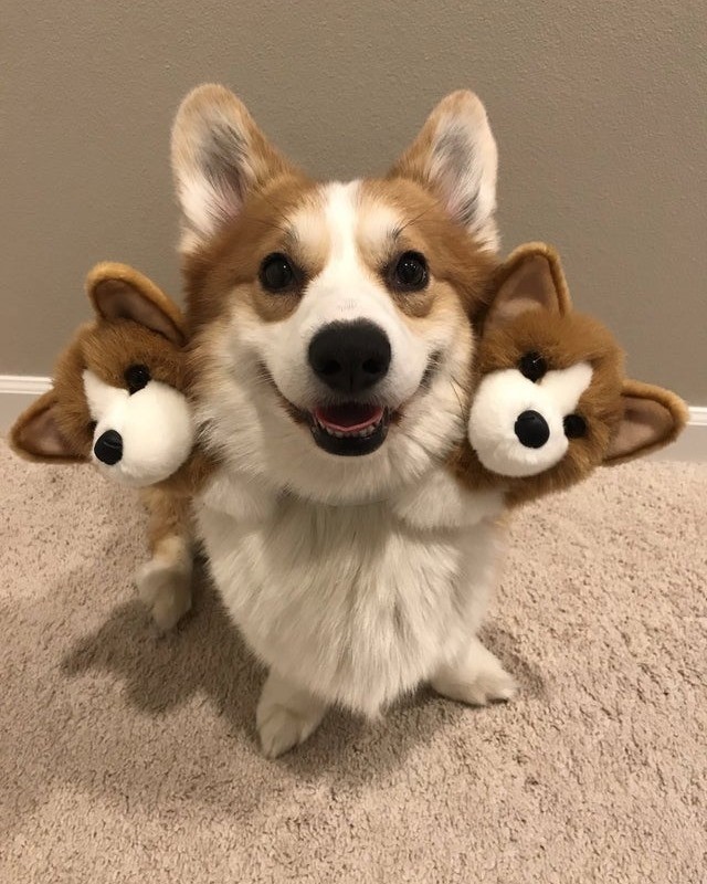 Corgberus
📸...
