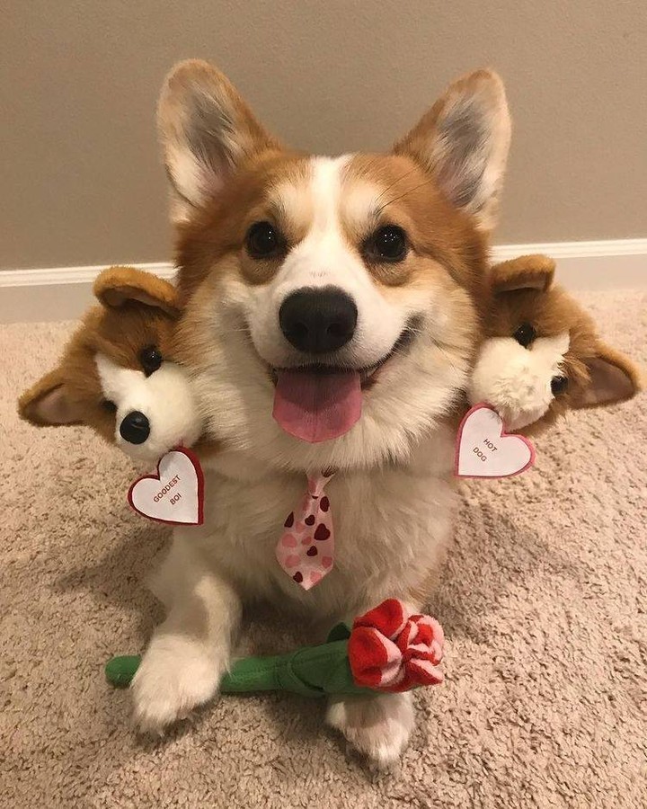 Corgberus
📸...