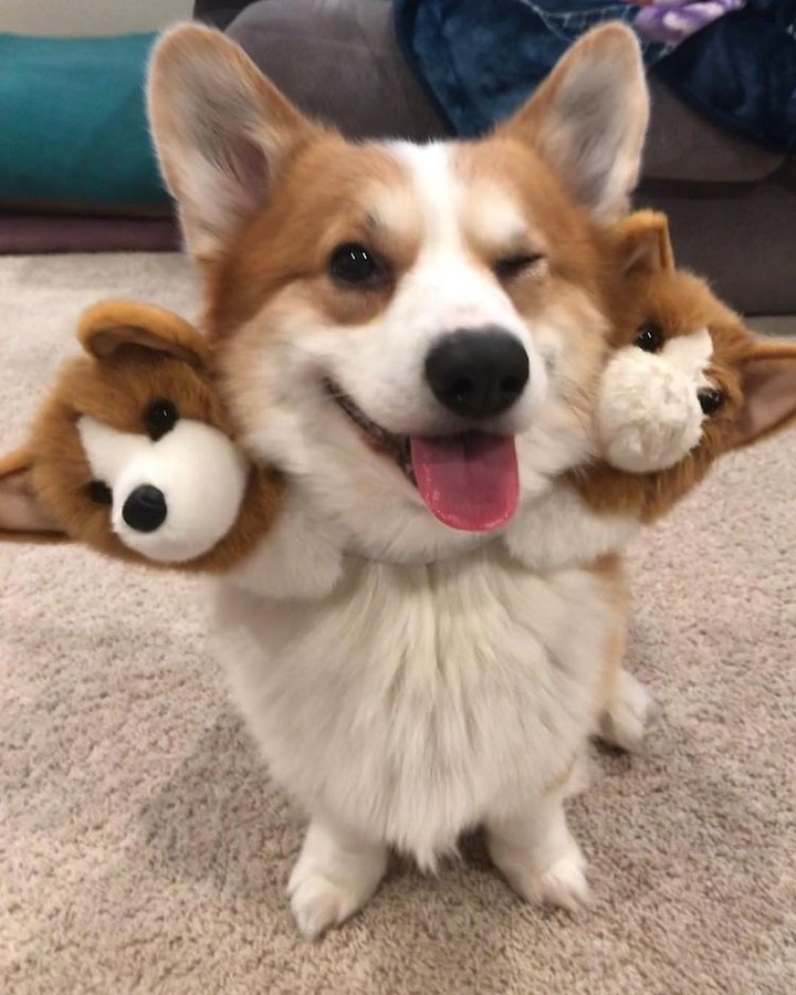 Corgberus
📸...
