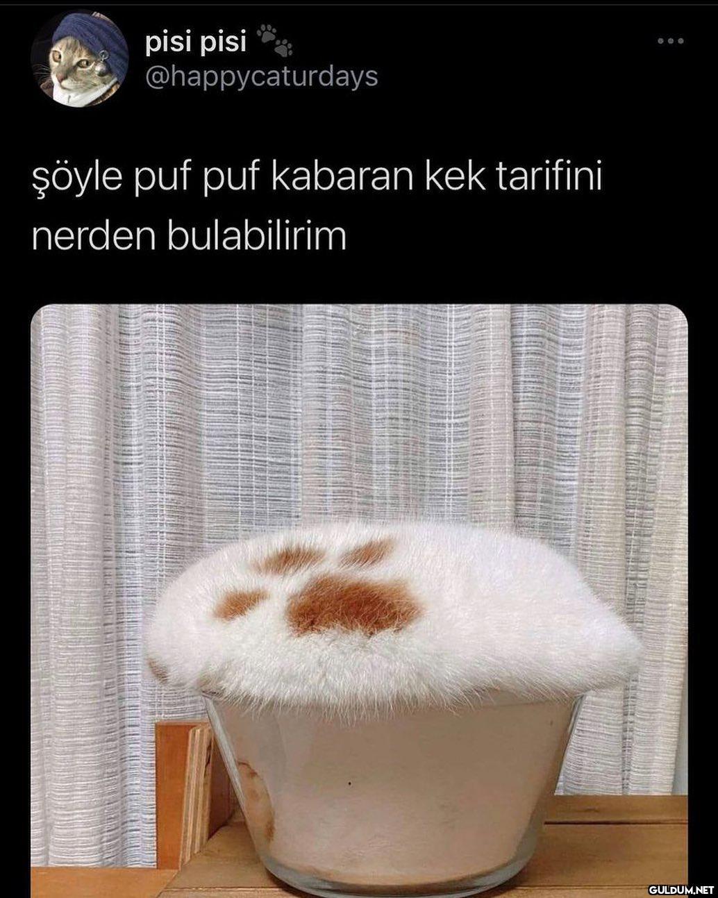 kediler kektir  pisi pisi...