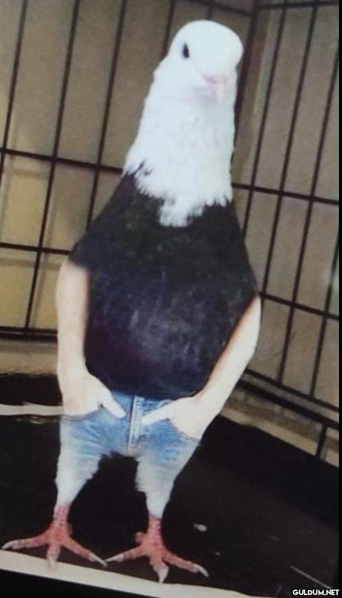 beşiktaşlılar anlık    Kaynak
