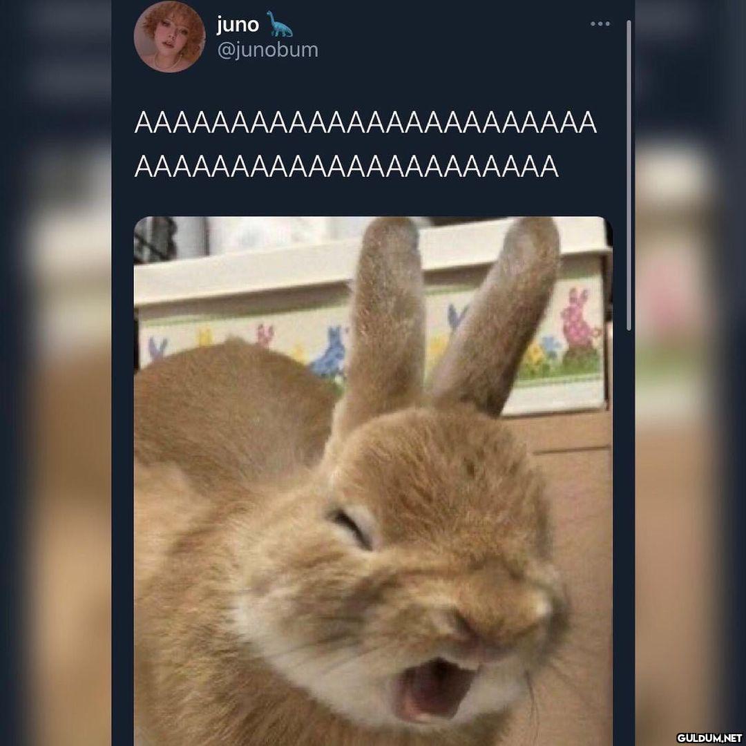 juno @junobum...