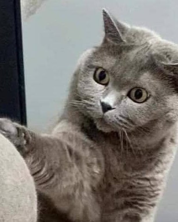 Dis my fur?!
📸...