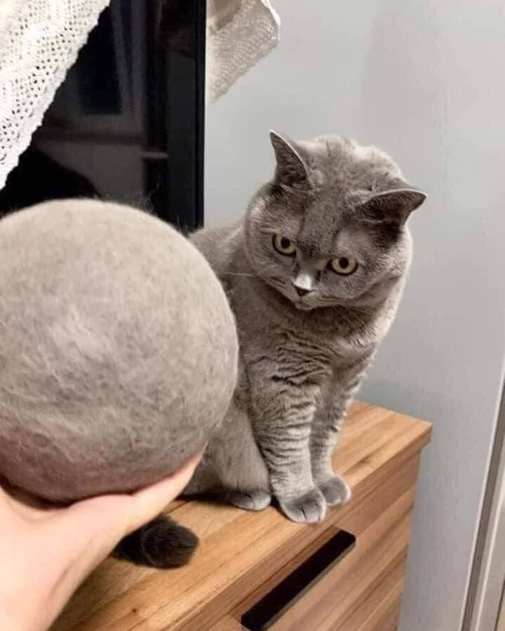 Dis my fur?!
📸...