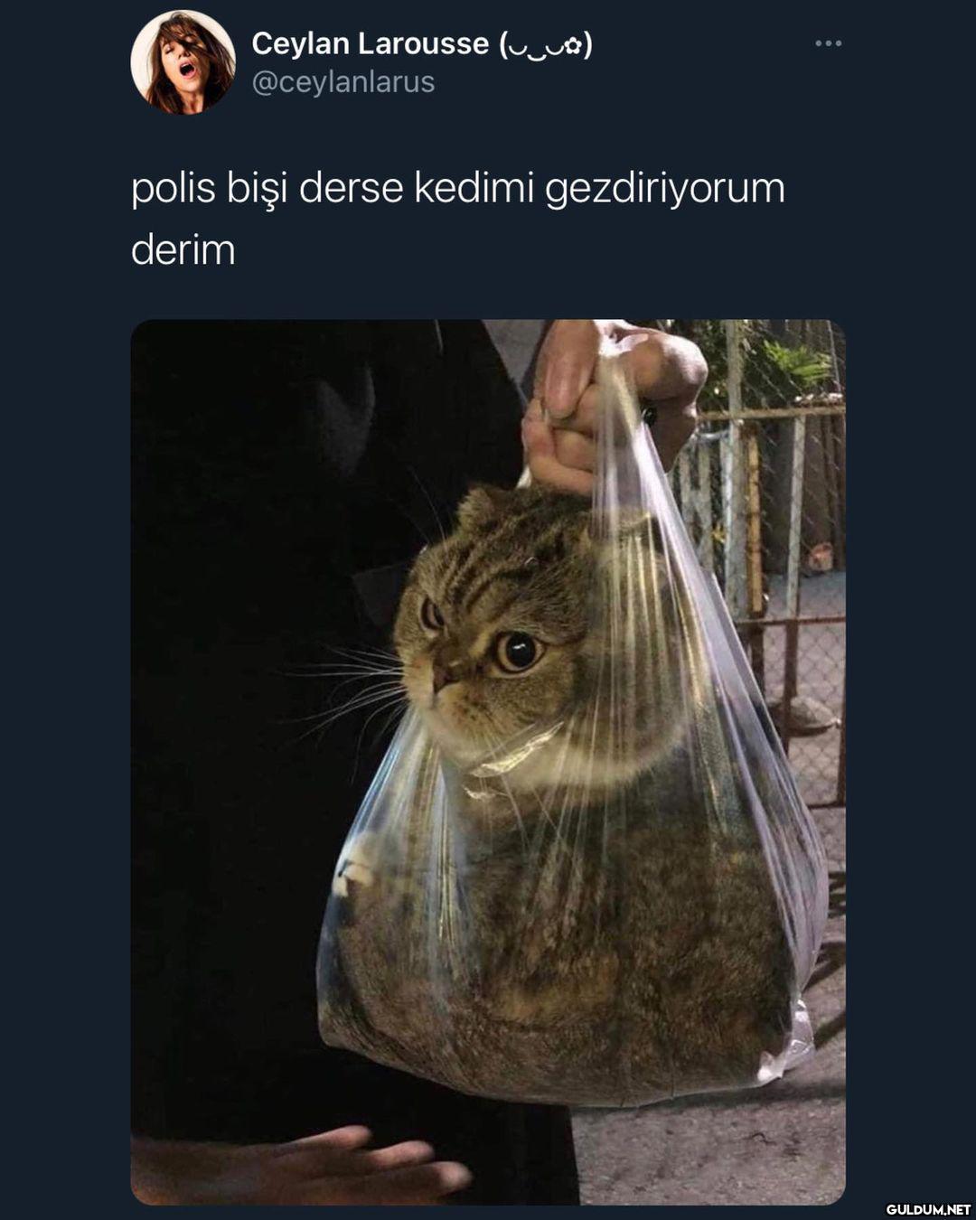 bug bulmus  Ceylan...
