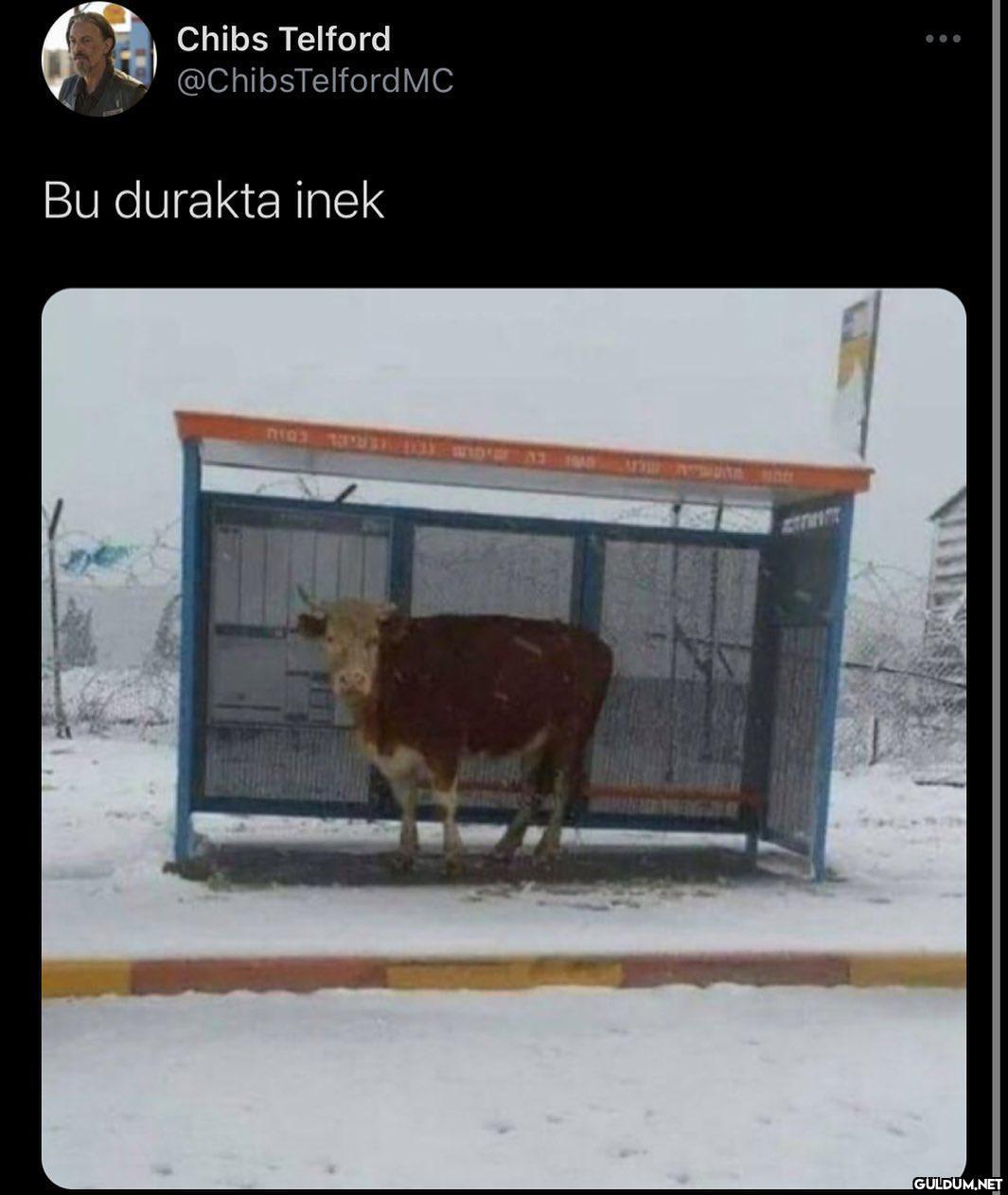 Hayvan gibi iyi espiri ...