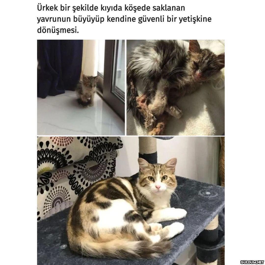 Hasta ve yaralı kedileri...