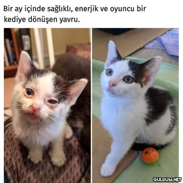 Hasta ve yaralı kedileri...