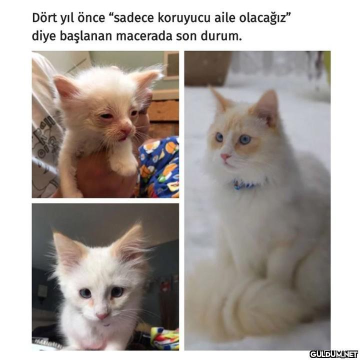 Hasta ve yaralı kedileri...