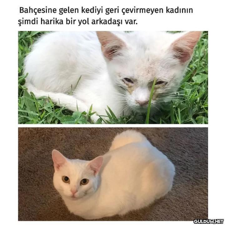 Hasta ve yaralı kedileri...