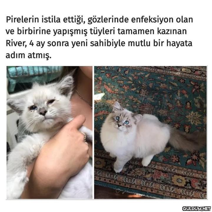 Hasta ve yaralı kedileri...