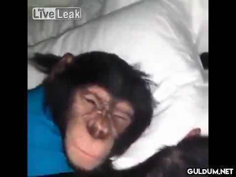 Live Leak    Kaynak
