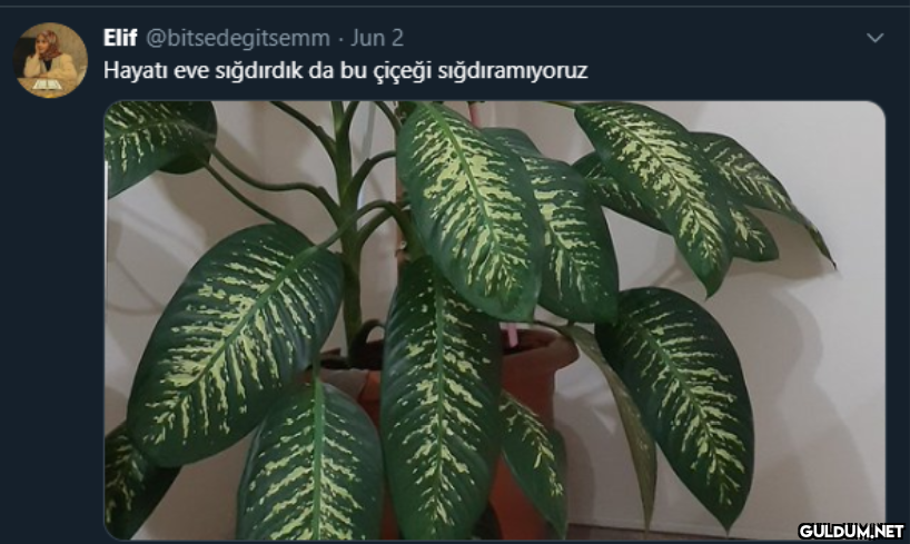 Elif @bitsedegitsemm · Jun...