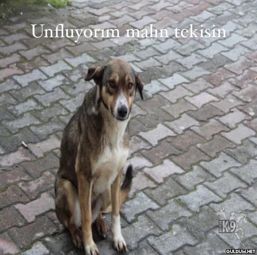 @huorelensarr   ...