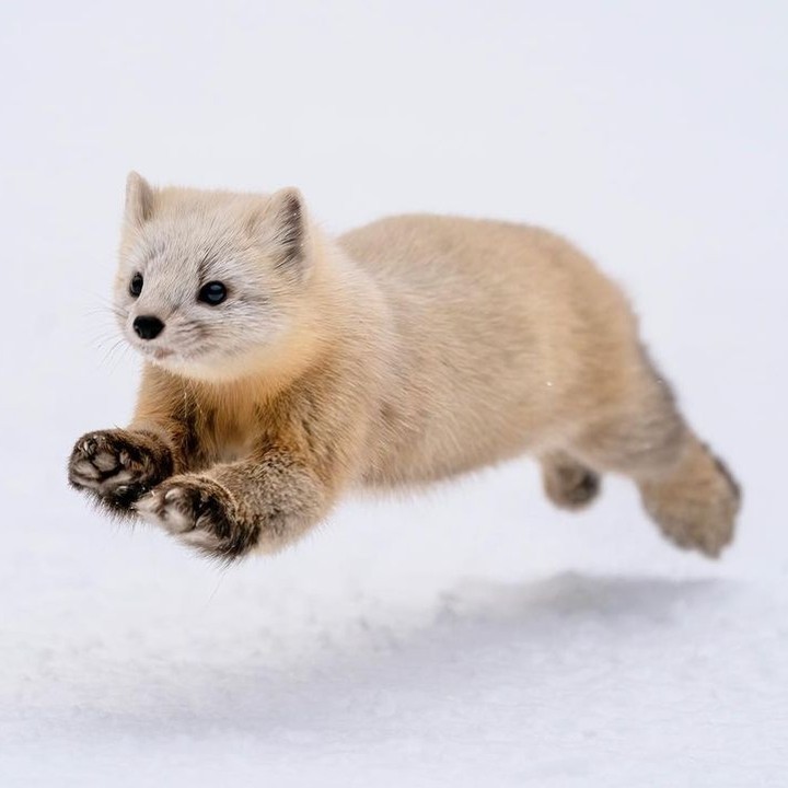 Kawaii Japanese sable💕
📸...