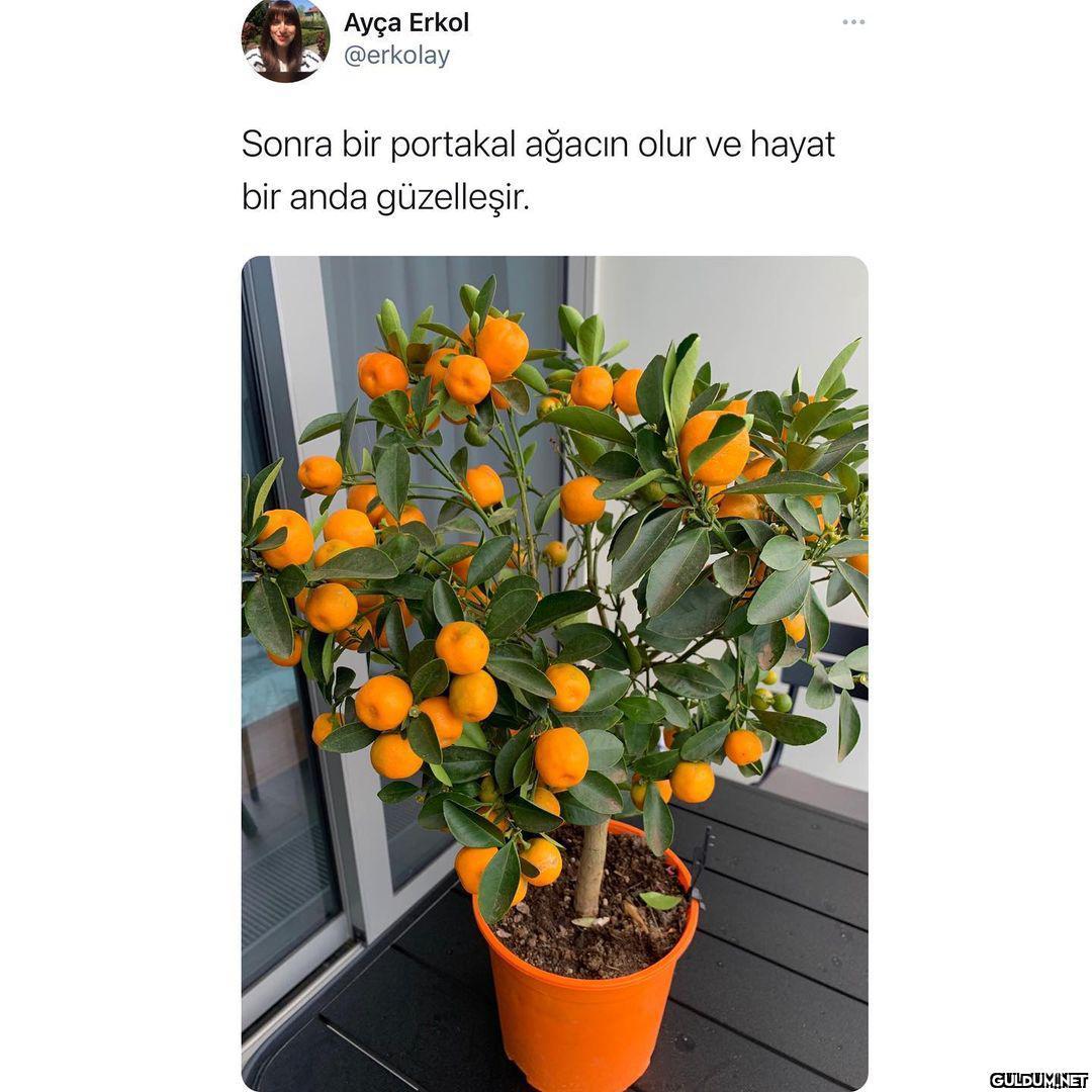 Ayça Erkol @erkolay Sonra...