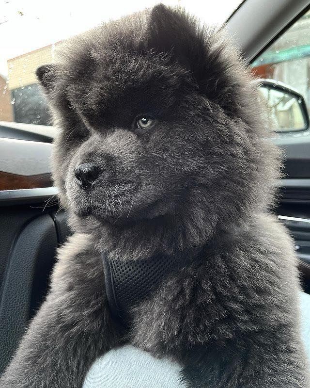 Fluffy big boi🖤
📸...