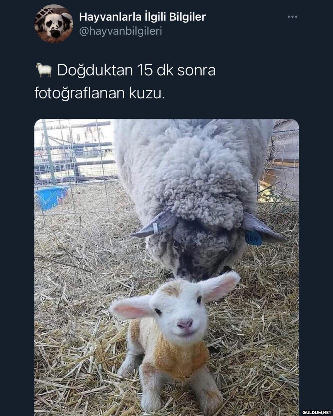 Hayvanlarla ilgili...