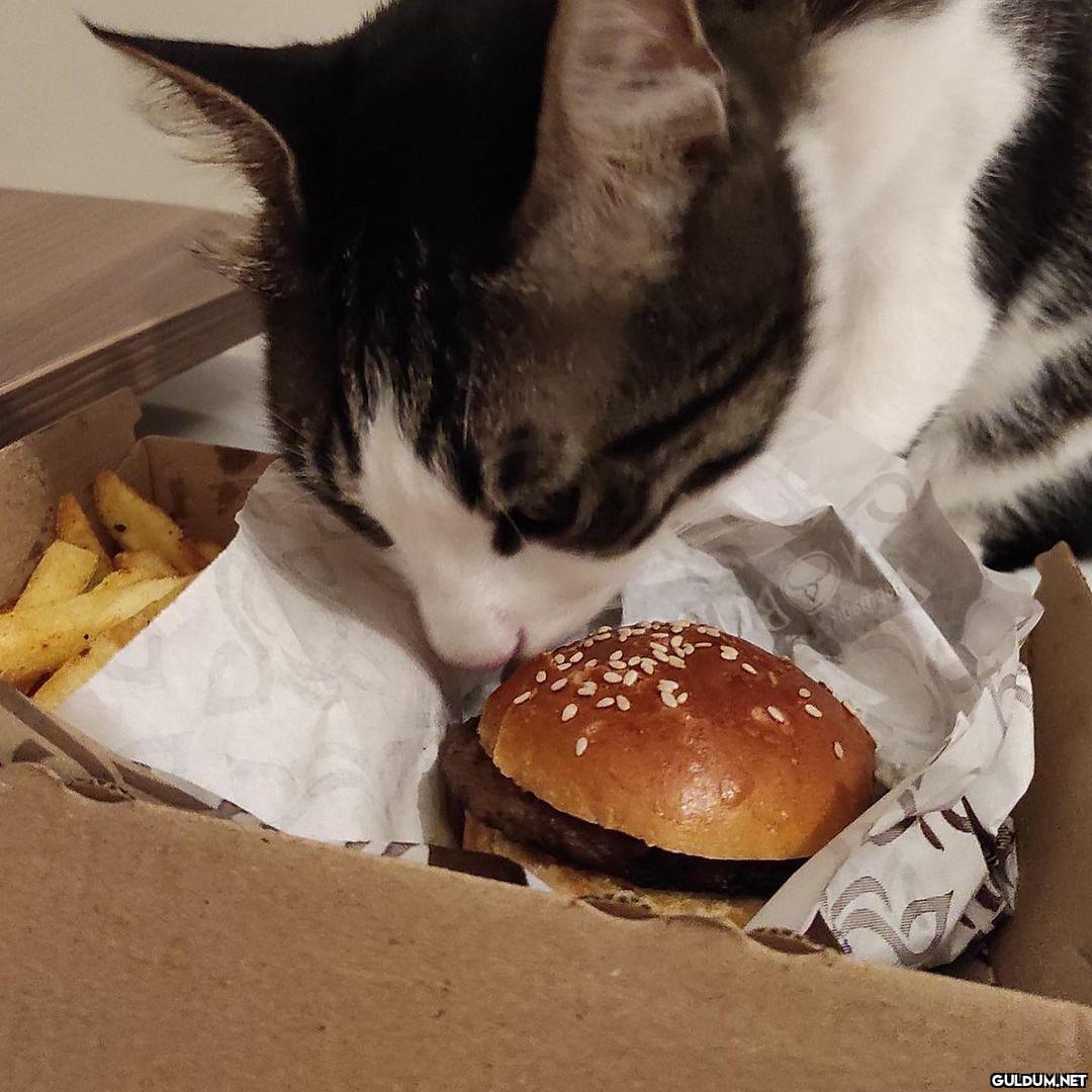 Cats menü, harika olay 😂 ...