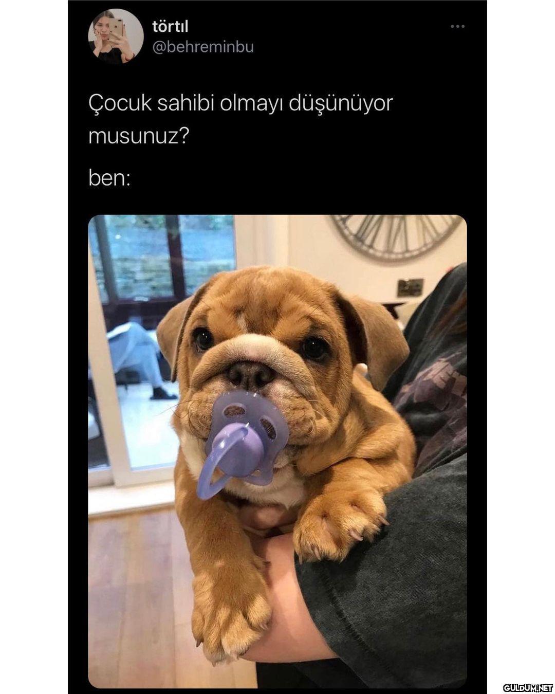 1+1 eve çıkıp hayvan...