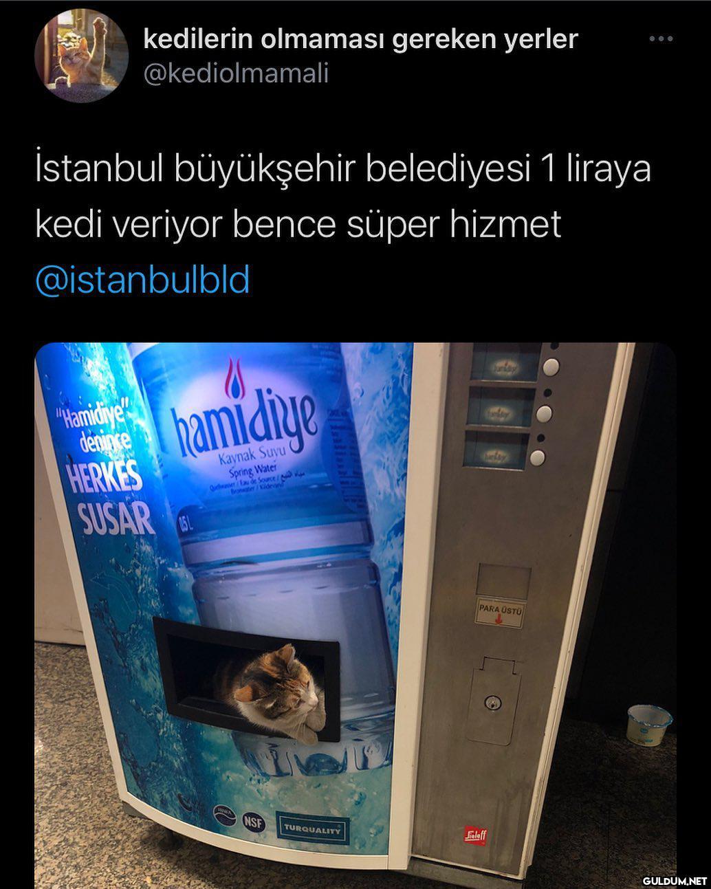 hamidiye kedilerin...