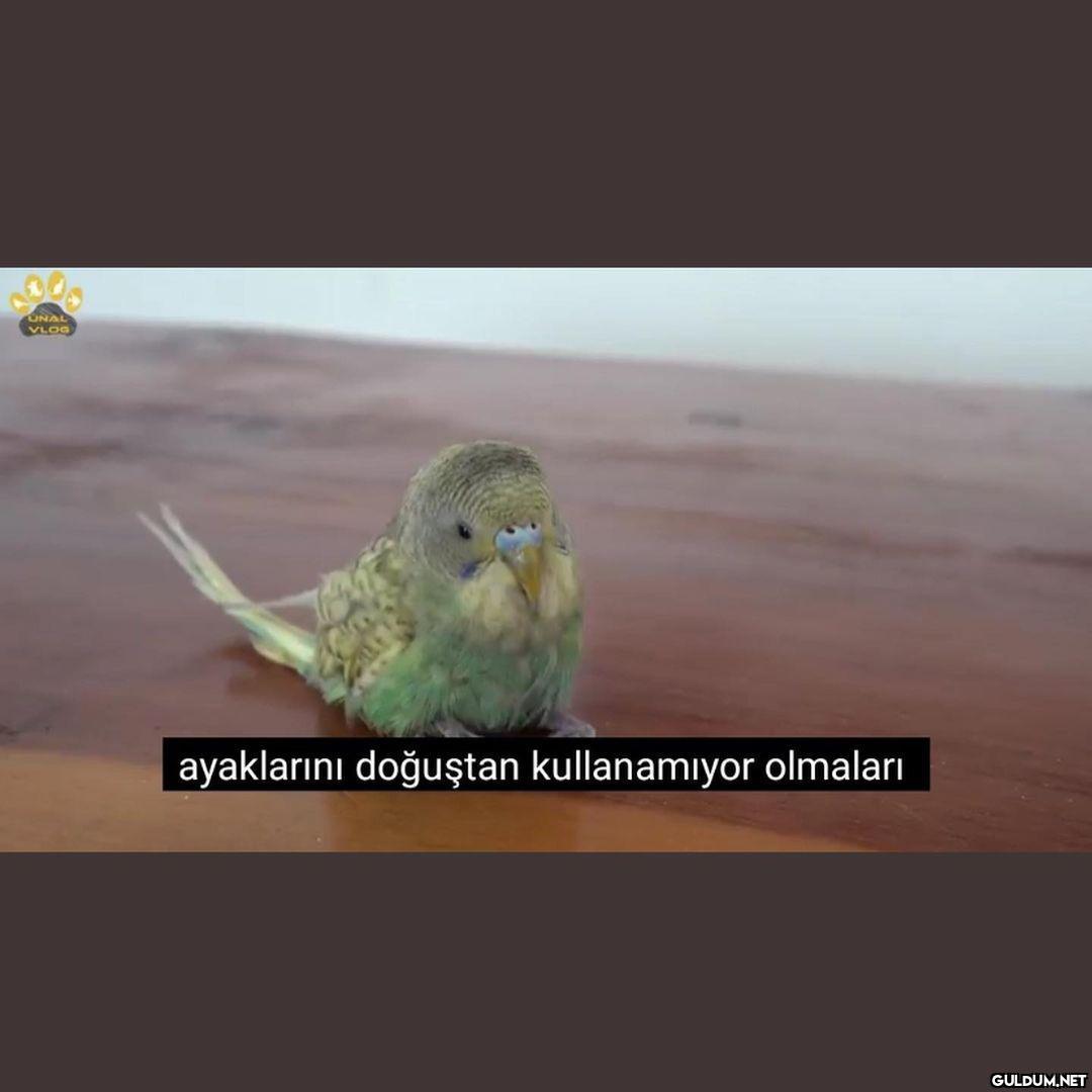 Barr ilm irem...