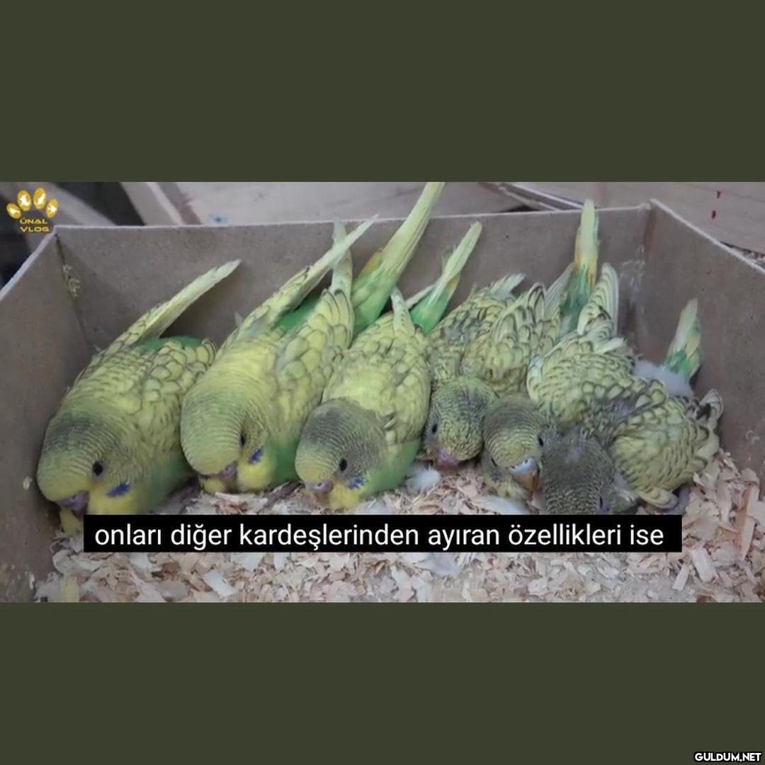 Barr ilm irem...