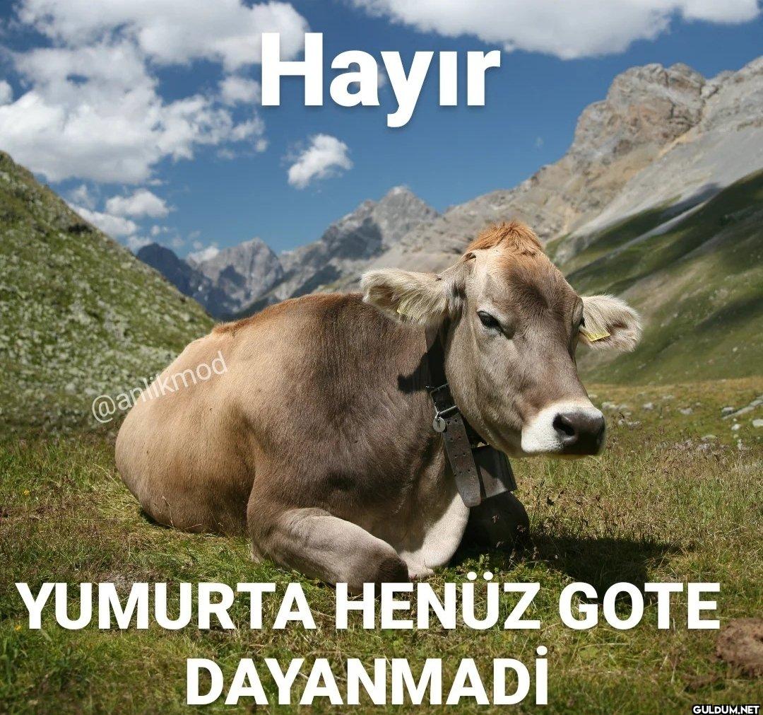 Hayır YUMURTA HENÜZ GOTE DAYANMADİ