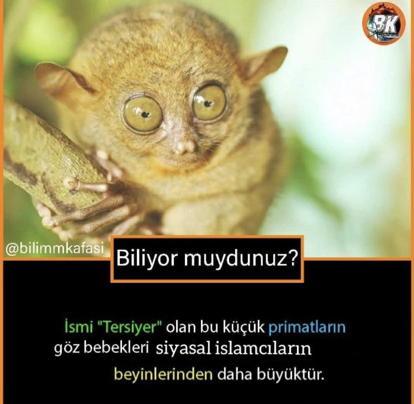 SK @bilimmkafasi Biliyor...