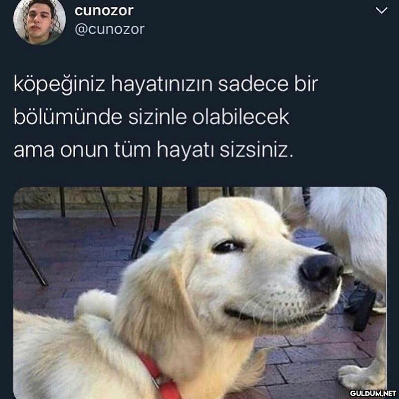 ahh kalbimm  cunozor...