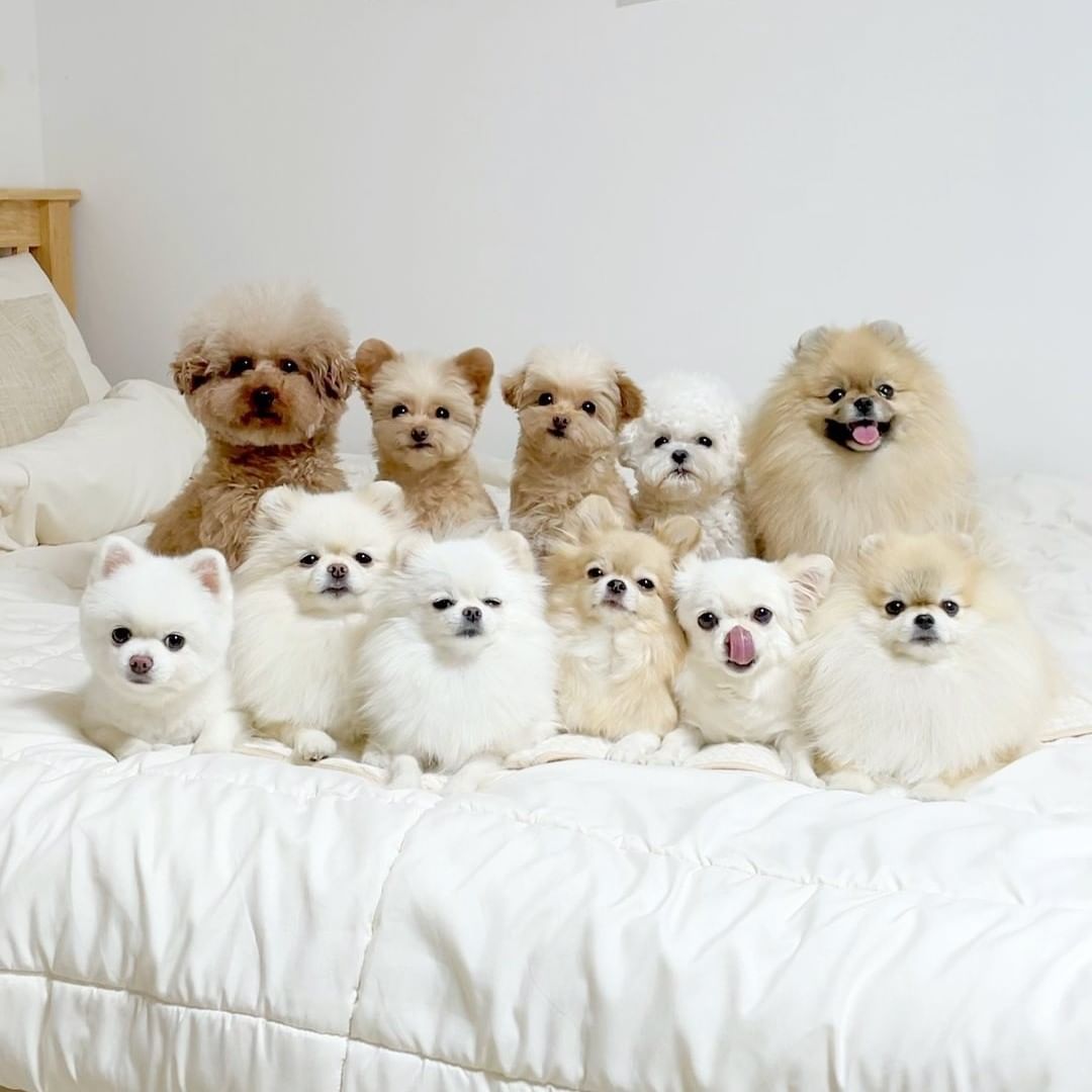 Fluffiness and cuteness...