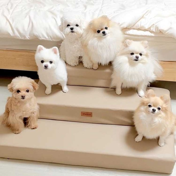 Fluffiness and cuteness...