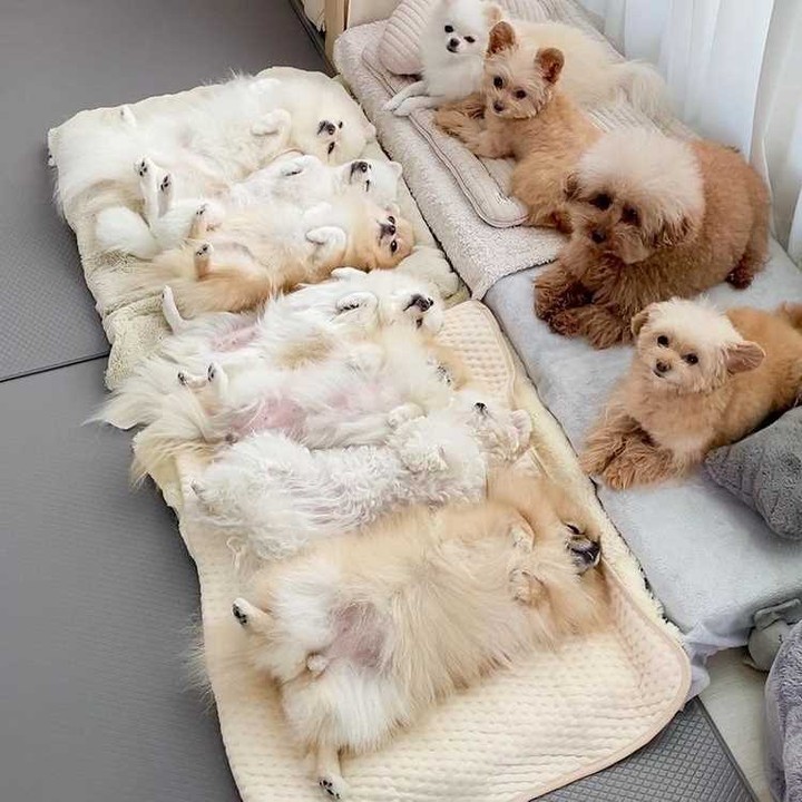 Fluffiness and cuteness...