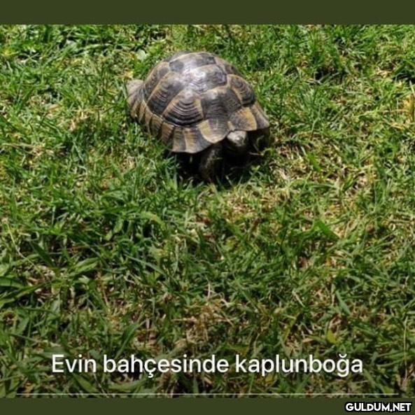 Kaplıboğa  Evin bahçesinde...