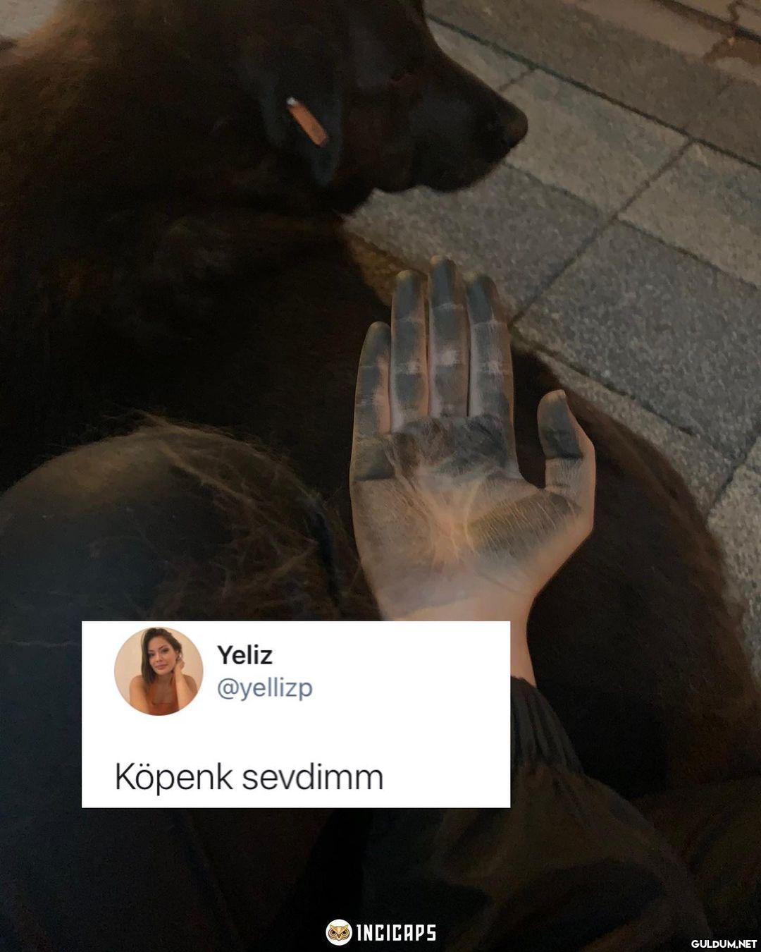 Köpek sanayide mi...