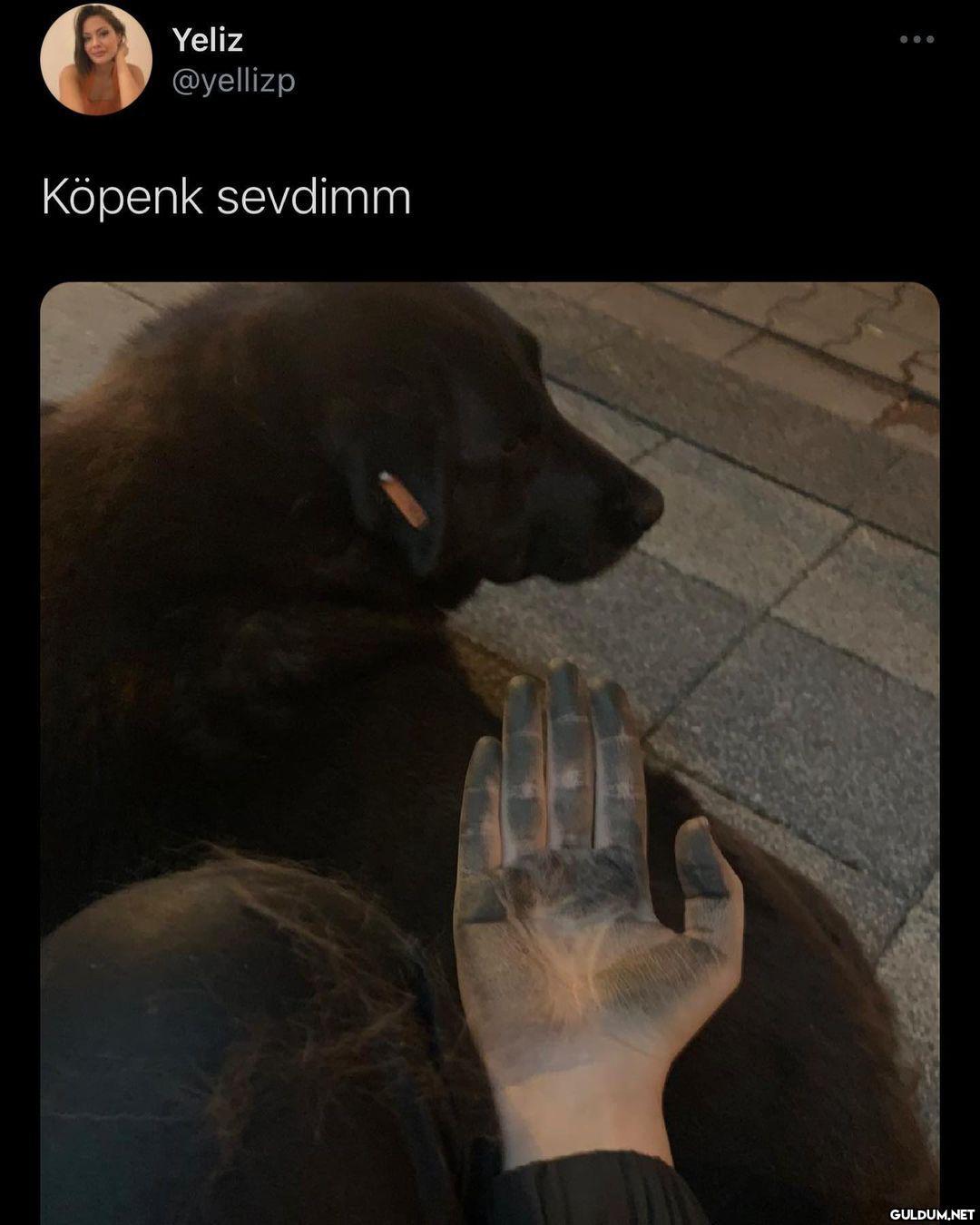 Köpek madende çalışıyor...