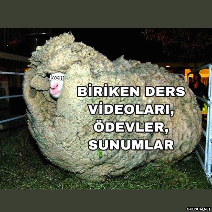 finaller, teslimler,...