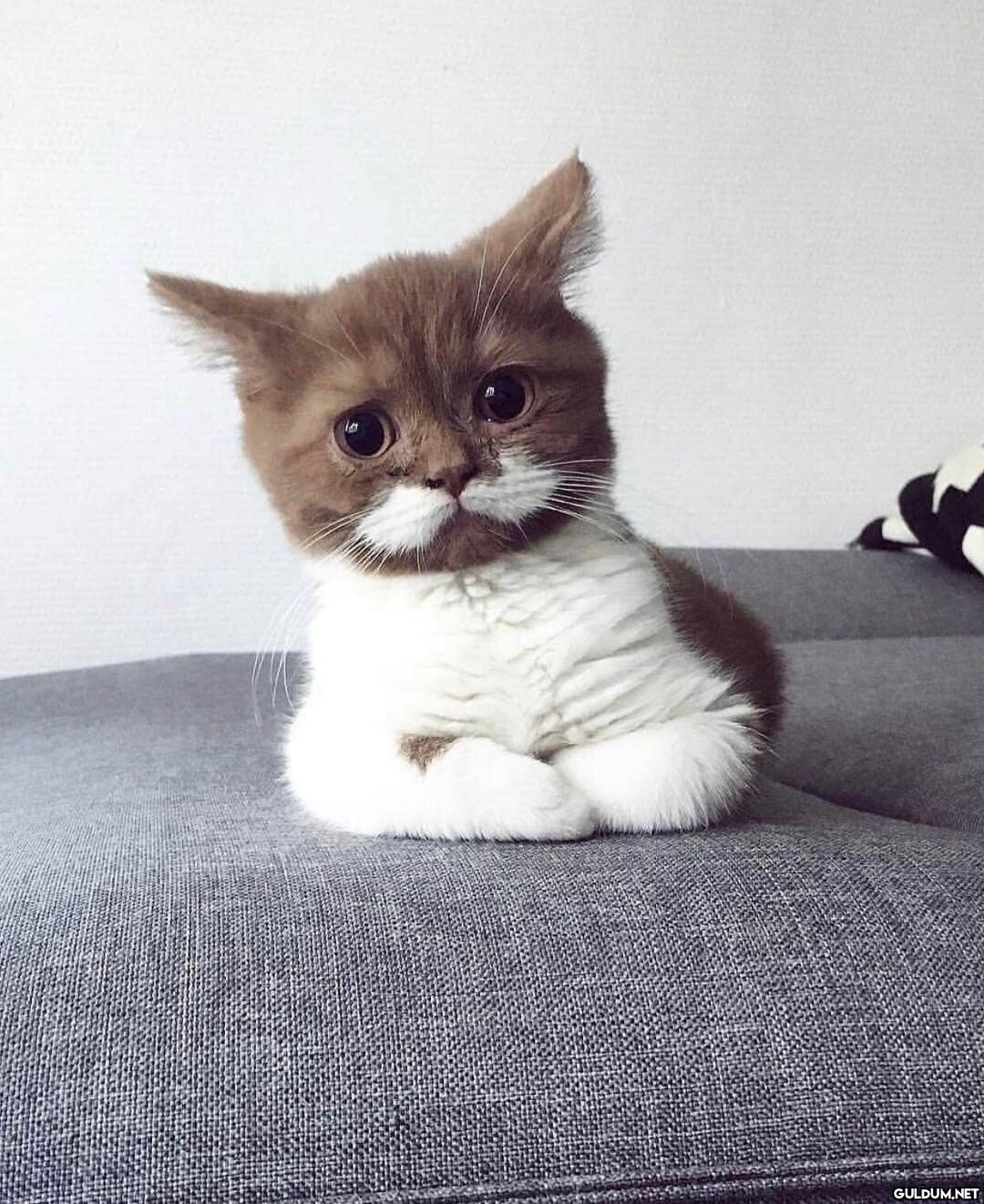 Hulisi Catman  Kaynak