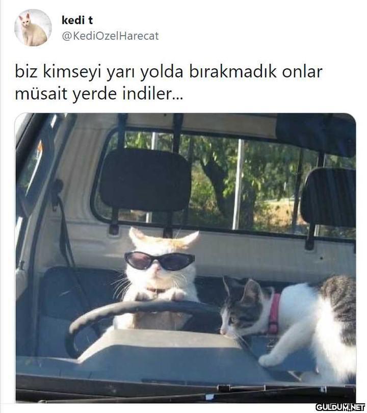 kedi t @KediOzelHarecat...
