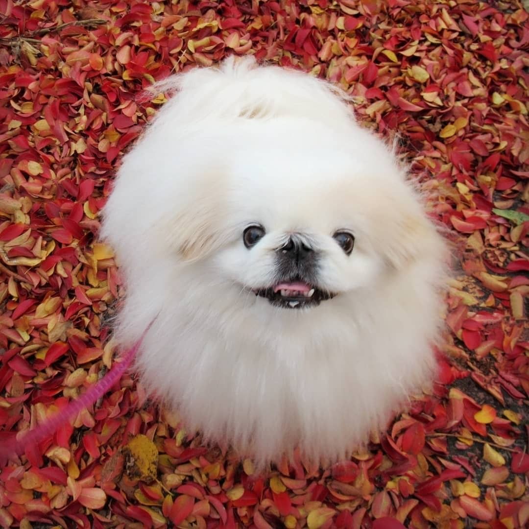 smiling tribble
📹...