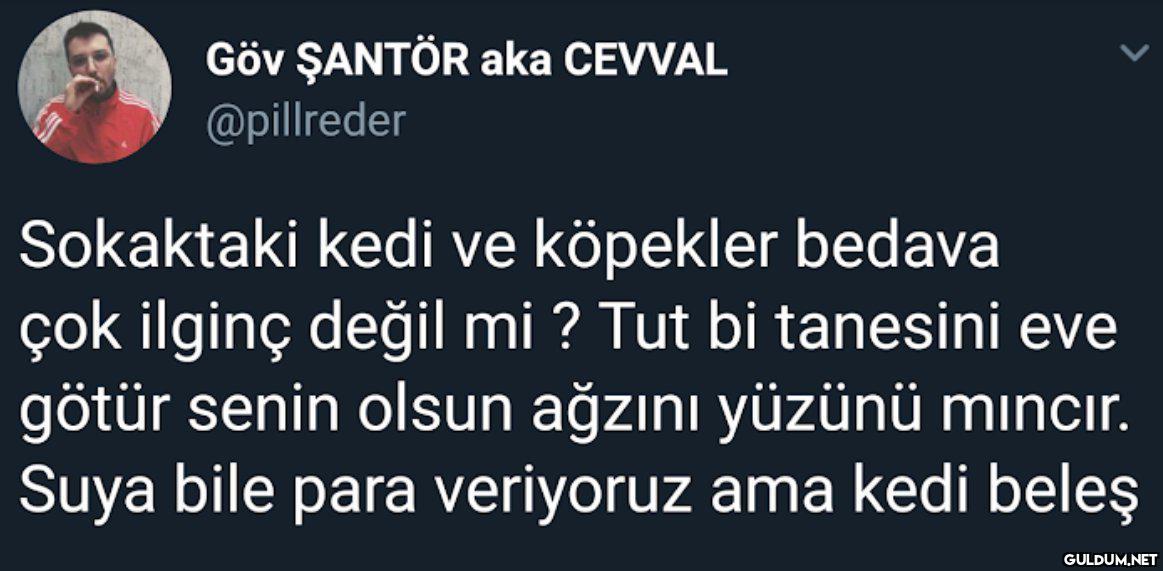 Göv ŞANTÖR aka CEVVAL...