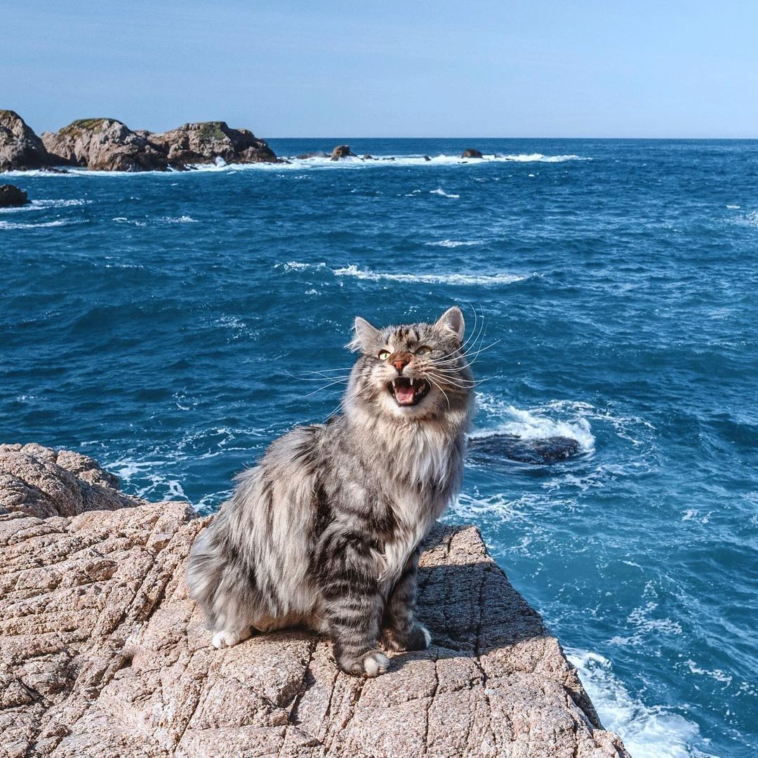 Kedi fotoğrafı için...