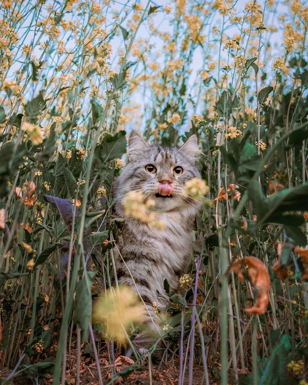 Kedi fotoğrafı için...