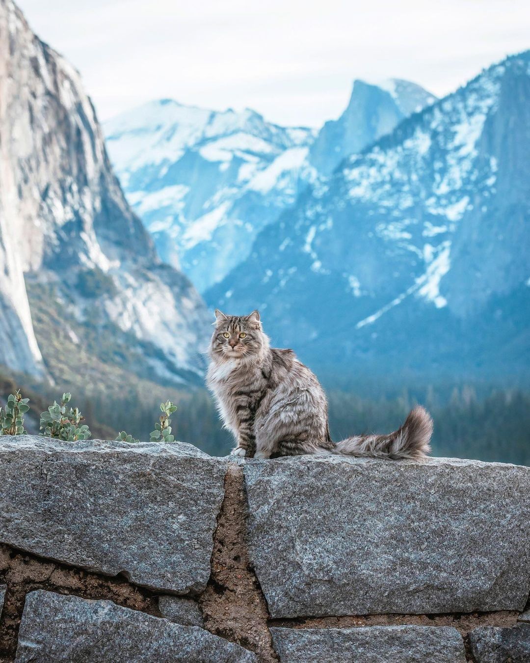 Kedi fotoğrafı için...