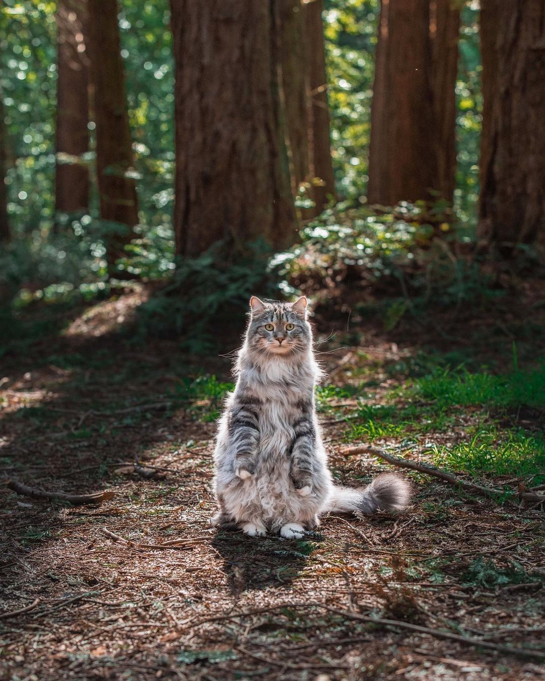 Kedi fotoğrafı için...
