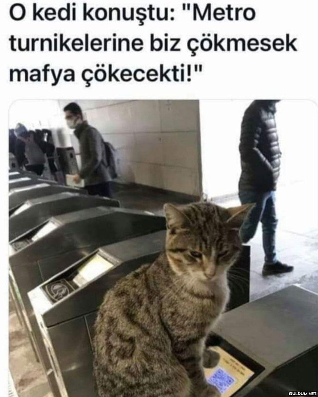 O kedi konuştu: "Metro...