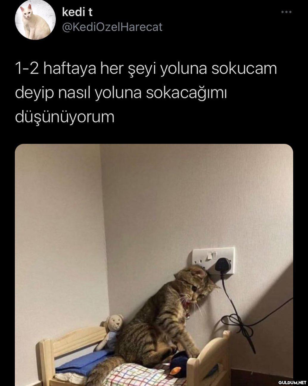 basladi mesai  kedi t...
