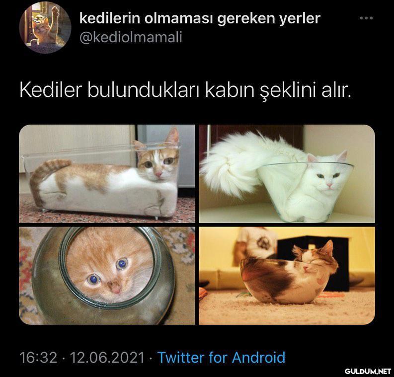 kedilerin olmaması gereken...
